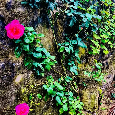 Five Stars ترابزون